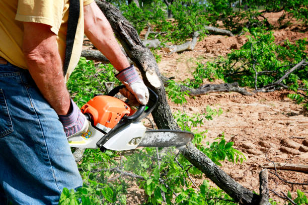 Best Tree Clearing Services  in Whiteriver, AZ